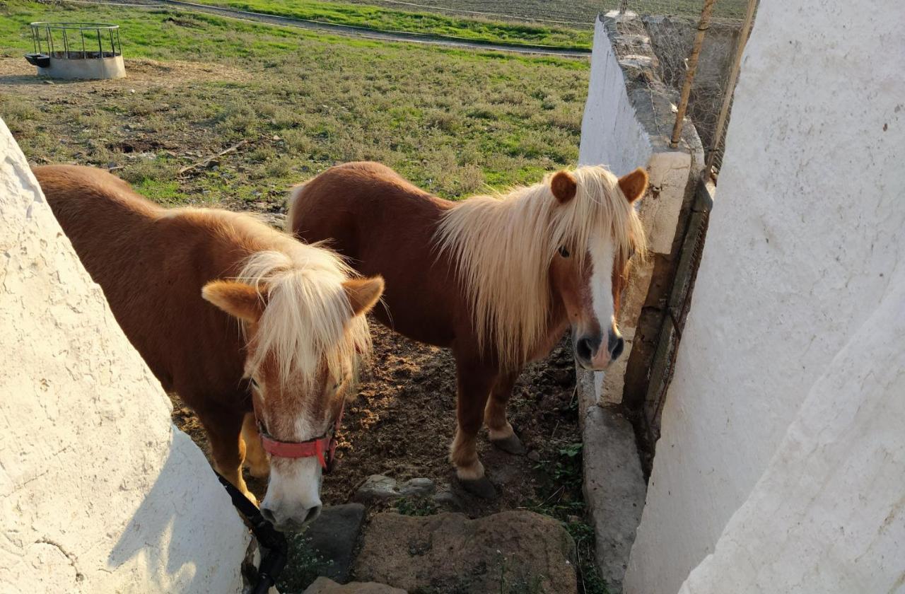 Agroturismo Bini Aumaia Es Mercadal Dış mekan fotoğraf